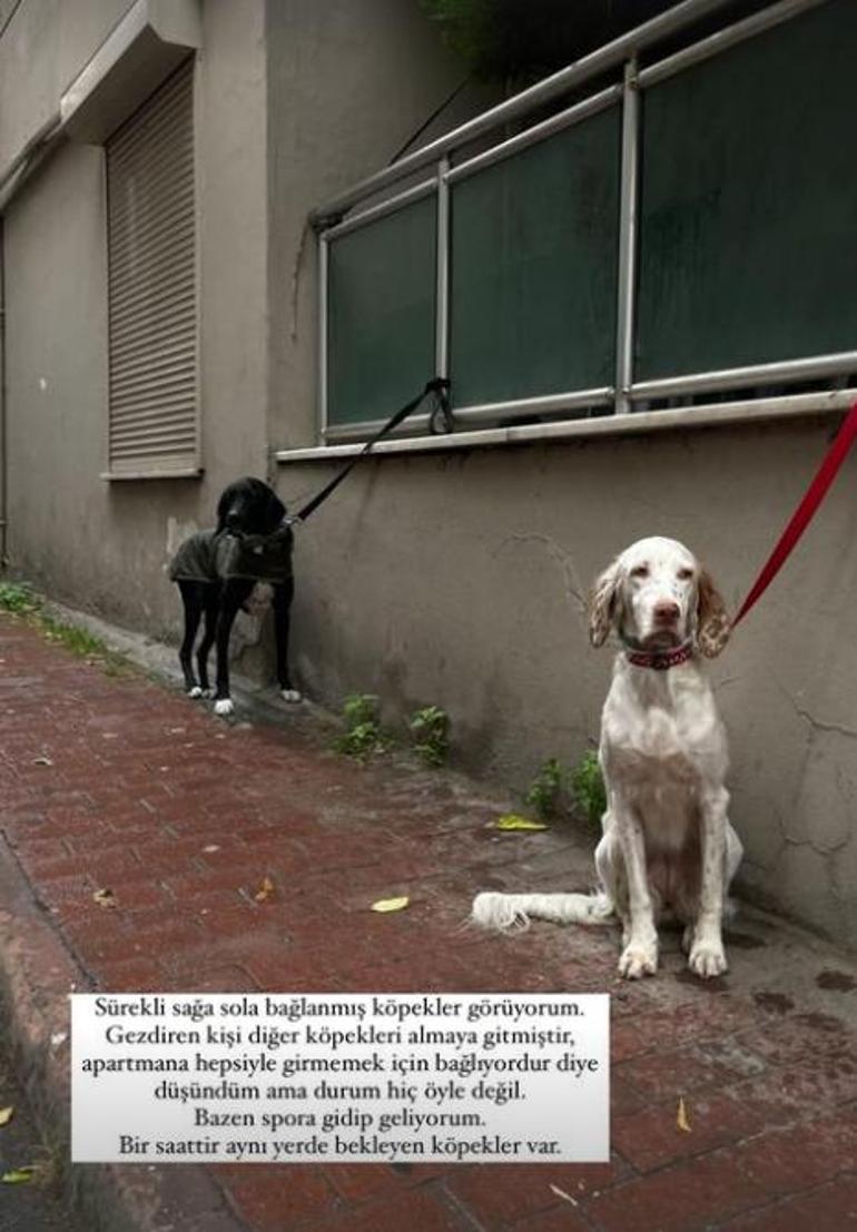 Serkay Tütüncü isyan etti! 'Sürekli sağa sola bağlanmış köpekler görüyorum'