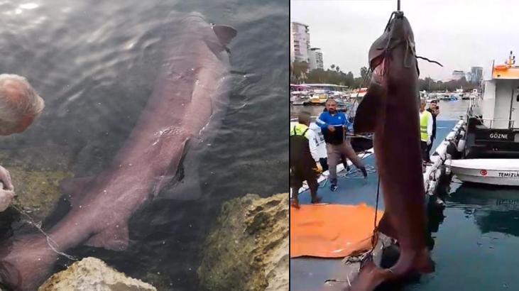Nesli tehlike altında kıyıya vurdu! Vinçle denizden çıkarıldı