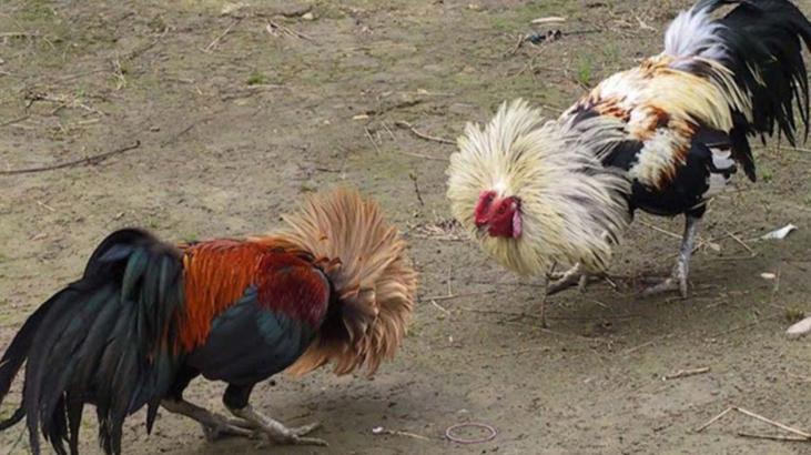 Suçüstü yakalandılar! Horoz dövüşüne polis baskını: Gözaltılar var