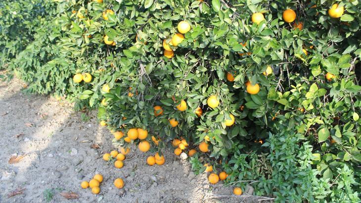 Bahçede 1 TL’ye satılan mandalina markette 20 lira!