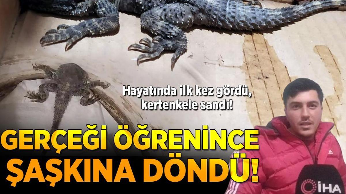 Hayatında ilk kez gördü, kertenkele sandı! Gerçeği öğrenince yardım istedi