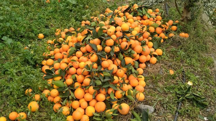 Lüks marketlerde kilosu 25 TL! Üretici bedava dağıtıyor ancak alan yok