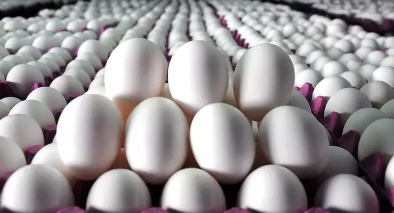 Tavuk yumurtası üretimi azaldı