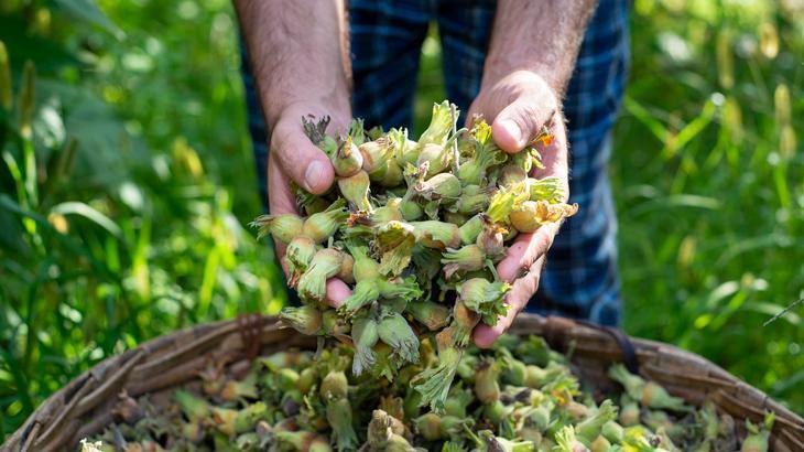 Doğu Karadeniz Bölgesi’nde en fazla ihracat fındık mamullerinde oldu