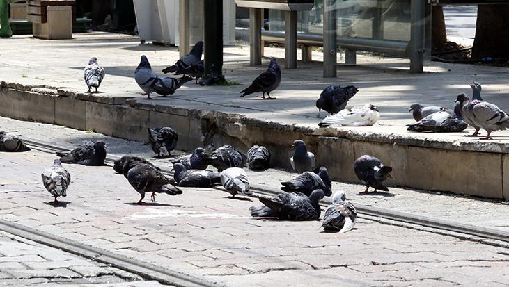 Meydanlarda beslenen güvercin ve kumrularda tehlike
