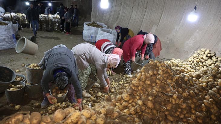 Patates ihtiyacı Kapadokya’daki depolardan karşılanıyor