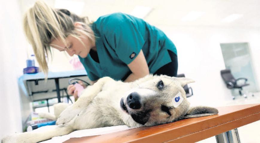 Köpeklerinizi yanlış gıdayla zehirlemeyin