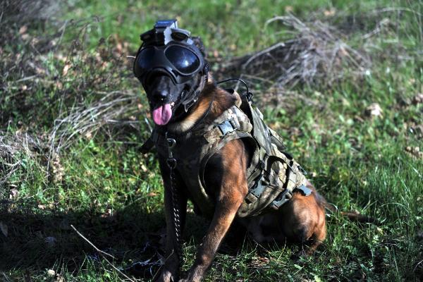 Kahraman köpekler! Eğitimler 3 aylıkken başlıyor