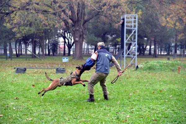 Kahraman köpekler! Eğitimler 3 aylıkken başlıyor