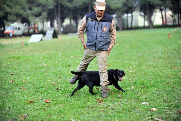 Kahraman köpekler! Eğitimler 3 aylıkken başlıyor