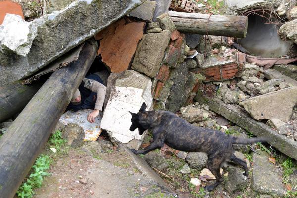 Kahraman köpekler! Eğitimler 3 aylıkken başlıyor