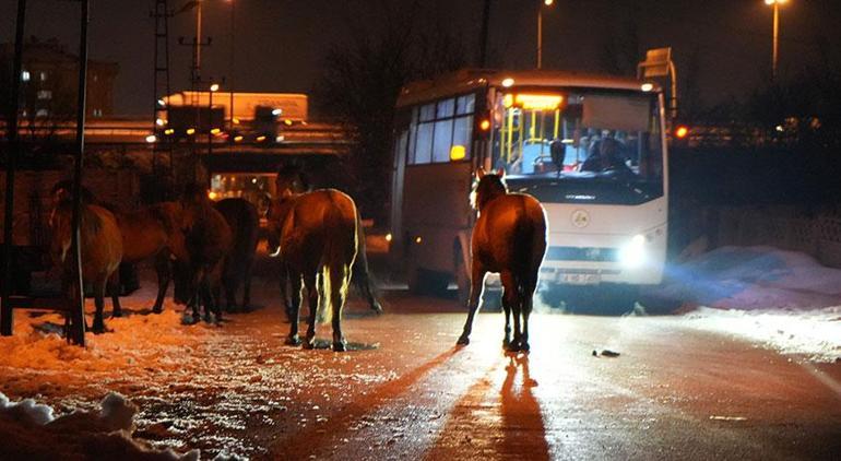 Ekipleri harekete geçiren görüntü! Şehir merkezine indiler