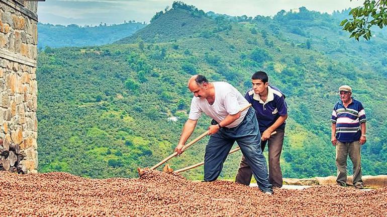 Tarımda rakamlar alt üst oldu! Zeytin, Antep fıstığı ve fındıkta alarm