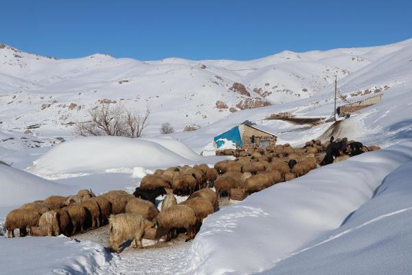 Dünyada sadece Van'da bulunuyor! 'Norduz koyununun neslini kurtardık'