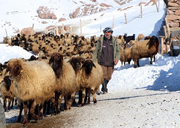 Dünyada sadece Van'da bulunuyor! 'Norduz koyununun neslini kurtardık'