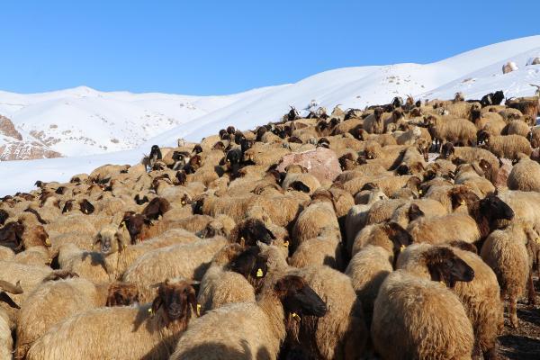 Dünyada sadece Van'da bulunuyor! 'Norduz koyununun neslini kurtardık'