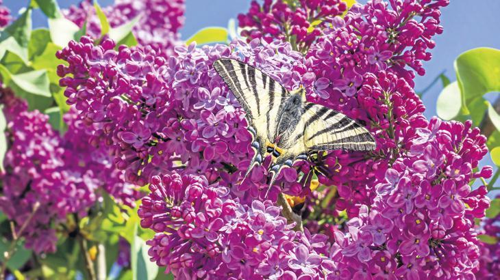 Ah nerede o mis gibi leylaklar