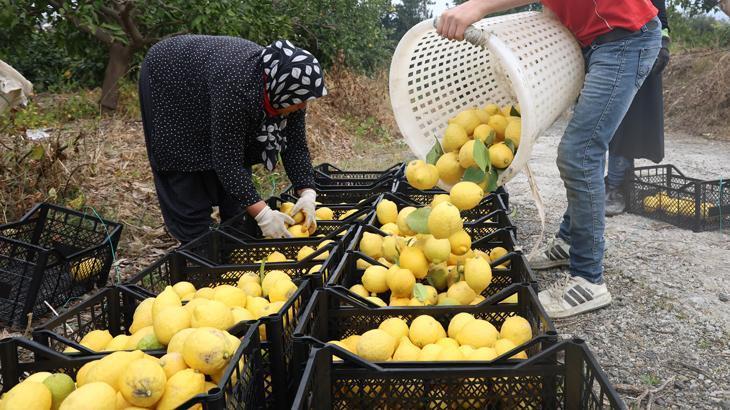 Limonda çiftçiye önemli destek