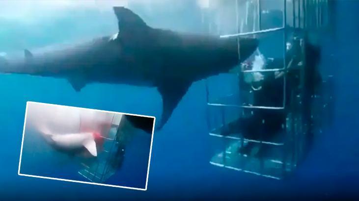 Kafesi delip insanları yemeye çalıştı! Korkunç görüntüler, boynu kırıldı, kanlar içinde kaldı