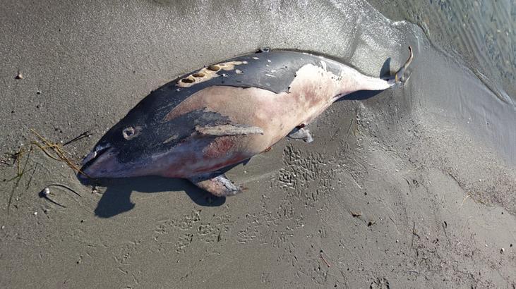 ‘Tırtak’ cinsi ölü yunus vurdu