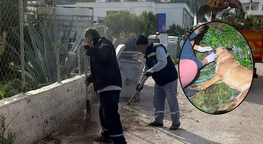 Bodrum’da vahşet! 4 köpek ve 3 kedi öldürüldü