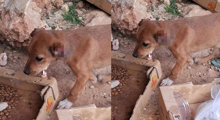 Antalya'da vahşet! 4 yavru köpeğin kulak ve kuyruklarını kestiler