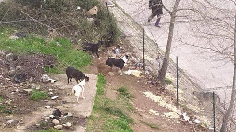 Maltepe'de tekmelenen kedinin kaburgaları kırıldı