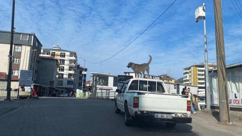 Görenleri şaşırtan manzara! Adrenalin tutkunu köpek olarak tanınıyor