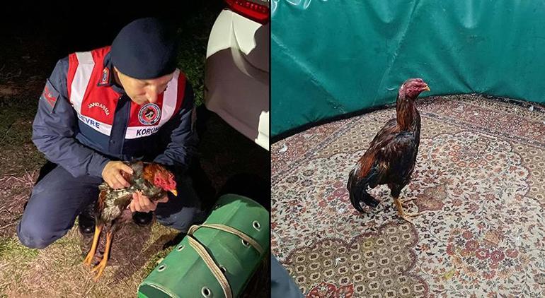 Kanatlı Hayvanlar Derneği'nde şok baskın! Ekipler şaşkına döndü