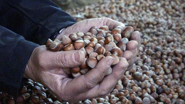 Fındık fiyatları yükseliyor