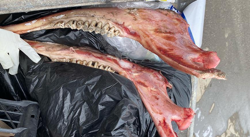 Yer: Düzce! Çöp konteynerinde eti sıyrılmış at kemikler bulundu