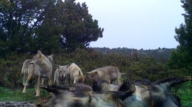 Kurt sürüsünün domuz avı fotokapana yansıdı!