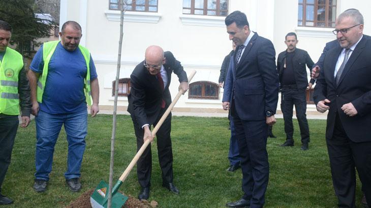 Bakan Şimşek Bilecik’te çınar fidesi dikti