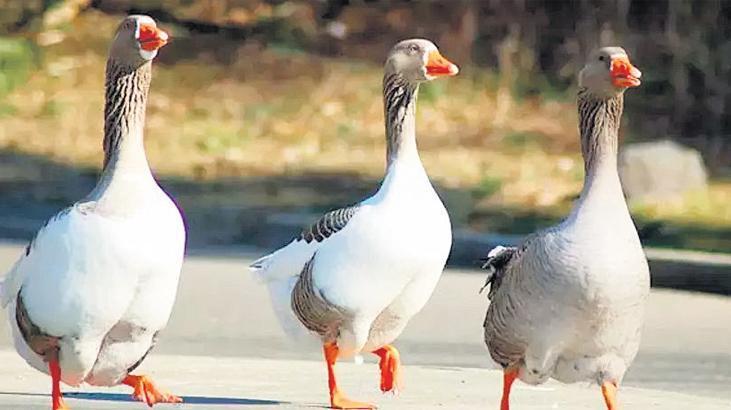 Organik Kars kazı üretilecek