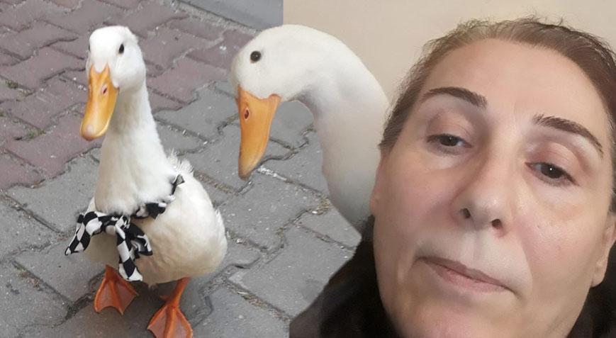 Pamuk isimli ördeğe taksi çarptı! Sahibi suç duyurusunda bulundu