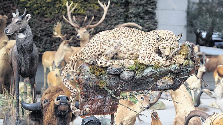 Anadolu kaplanını da öldürmüş