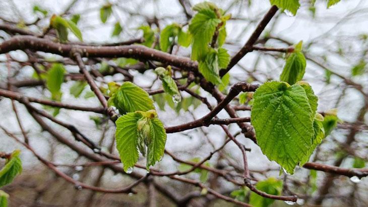 Fındıkta don tehlikesi