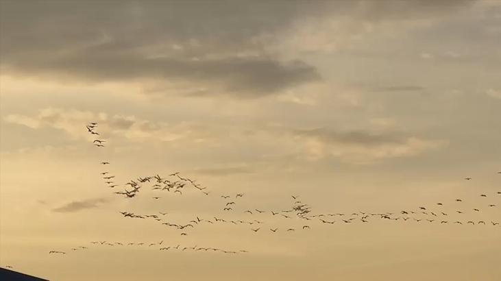 Pelikan sürüsü görenleri mest etti! Bursa semalarında görsel şölen