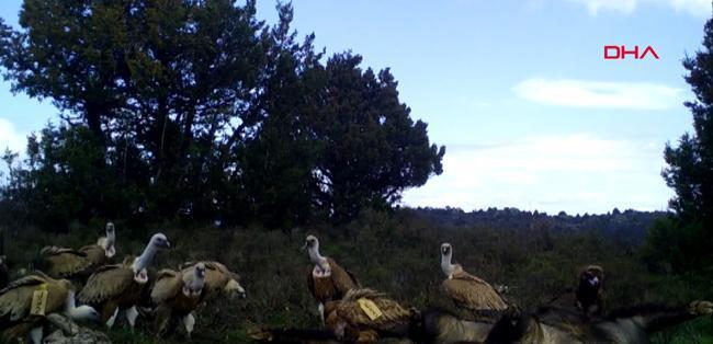 Kurt sürüsünün domuz avı fotokapana yansıdı!