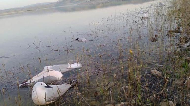 Elazığ'da 'yalancı veba' alarmı! İnsanlara bulaşma riski var