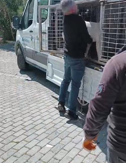 Beylikdüzü'nde pitbull dehşeti kamerada