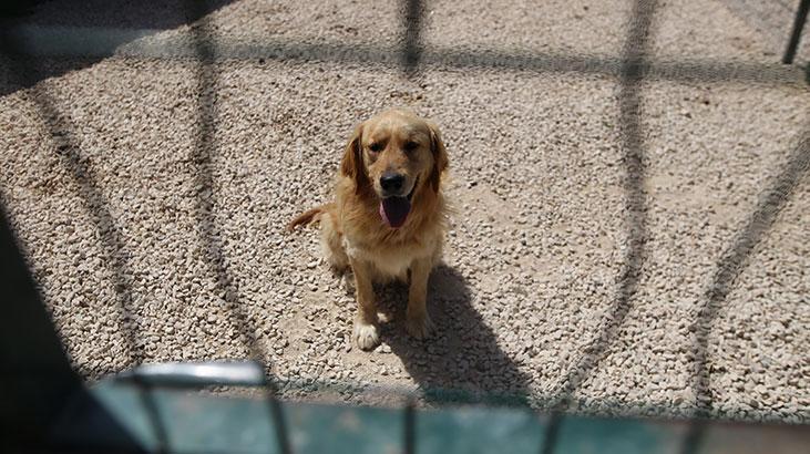 Hevesle alınıp terk edildiler! Cins köpekler sahiplenmeyi bekliyor