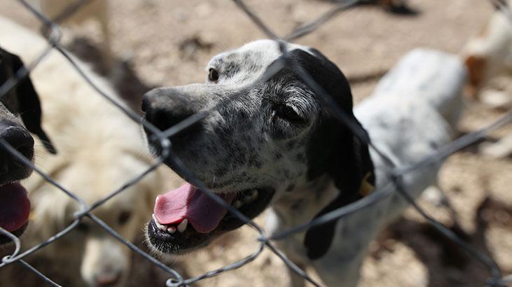 Hevesle alınıp terk edildiler! Cins köpekler sahiplenmeyi bekliyor