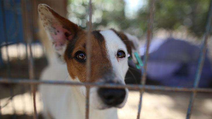 Hevesle alınıp terk edildiler! Cins köpekler sahiplenmeyi bekliyor