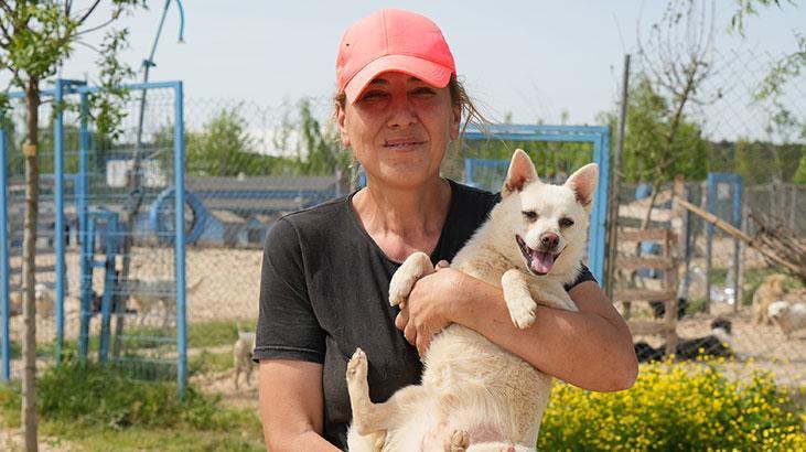 Hevesle alınıp terk edildiler! Cins köpekler sahiplenmeyi bekliyor