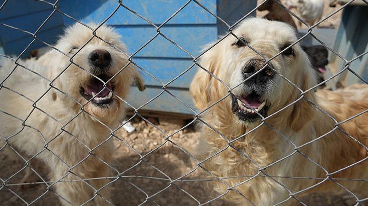 Hevesle alınıp terk edildiler! Cins köpekler sahiplenmeyi bekliyor