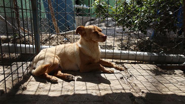 Hevesle alınıp terk edildiler! Cins köpekler sahiplenmeyi bekliyor