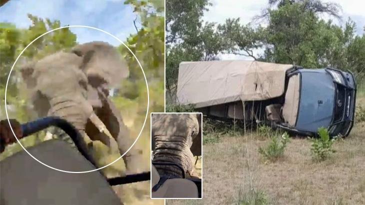 Kanlı saldırı kamerada! Aniden belirdi, sivri dişleriyle durmak bilmedi!