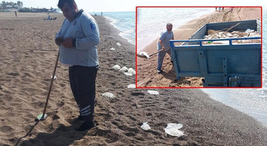 Sahilde tedirgin eden görüntü! Yüzlerce denizanası kıyıya vurdu