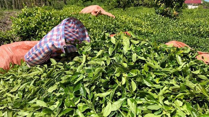 2024 yılı yaş çay sezonu için hazırlıklar sürüyor